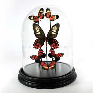 Modern glass dome with a variety of red mounted butterflies