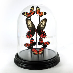 Moderne Glasglocke mit einer Vielzahl von rote Präparierte Schmetterlinge