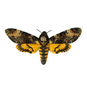 Acherontia atropos - doodshoofdvlinder ongeprepareerd