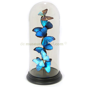 Glass dome with a variety of mounted butterflies - Morpho