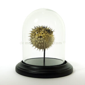 Mounted porcupinefish in glass dome