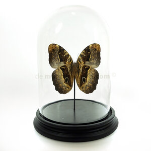 Glass dome with mounted butterfly - Caligo sp. - owl butterfly