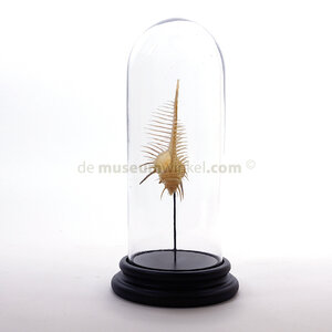 Murex pecten (S) in glass dome