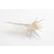 Murex pecten (S) glaskuppel