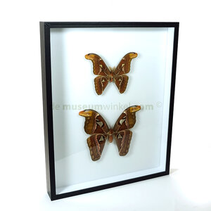 Attacus atlas in insect box