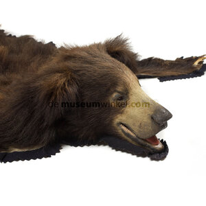 Sloth bear skin (van Ingen Mysore India)