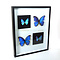 Morpho didius and Morpho aega in insect box