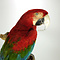 Mounted red-and-green macaw