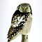 Mounted Northern hawk-owl A