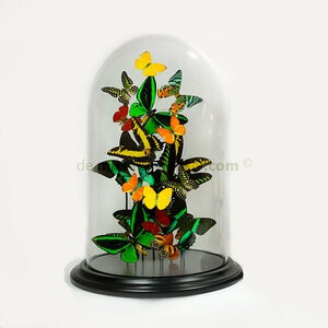 Dome with tropical butterflies (XL)