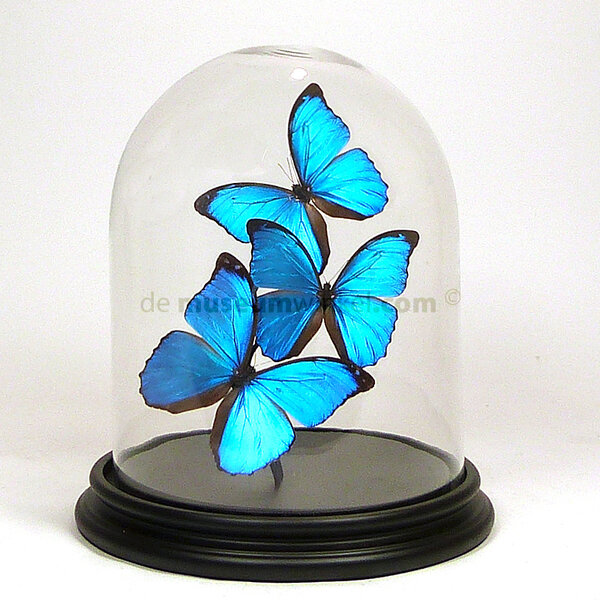 Glass dome with Morpho Menelaus (3)