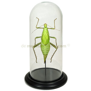 Heteropteryx dilatata in a glass dome