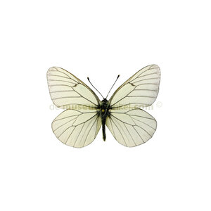 Aporia crataegi - black-veined white dried/papered