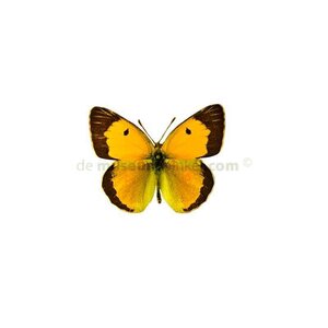 Colias crocea dried/papered