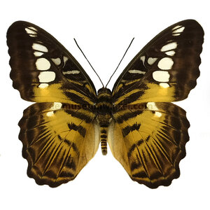 Parthenos sylvia - kopfseite