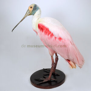 Mounted eurasian spoonbill