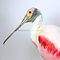 Mounted eurasian spoonbill