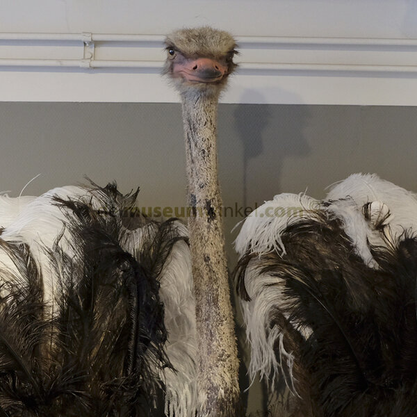 Mounted common ostrich