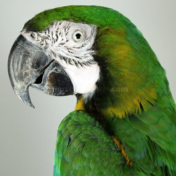 Mounted harlequin macaw
