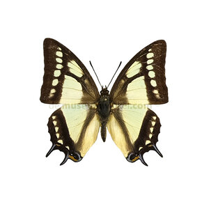 Polyura narcaea - bovenkant