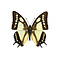 Polyura narcaea - upperside