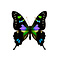 Graphium weiskei - upperside