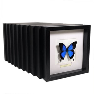 Set of 10 different butterflies in frame