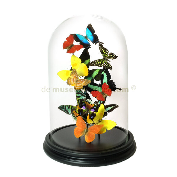 Dome with tropical butterflies (S)