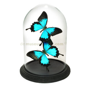 Stolp met Papilio Ulysses (2)