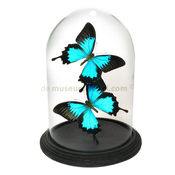 Glocke mit Papilio Ulysses (2)
