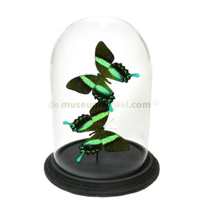 Dome with Papilio Blumei (2)