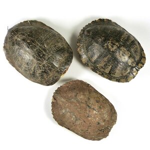 Turtle shield 14-19 cm