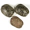 Schildpad schild 14-19 cm