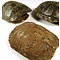 Schildpad schild 14-19 cm