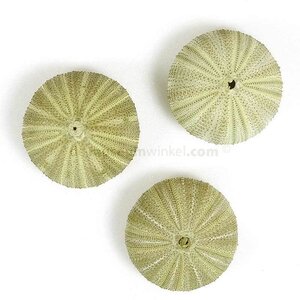 Green Sea Urchin (M)