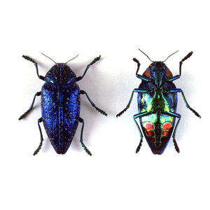 Polybothris sumptuosa gemma - Jewel Beetle metallic blue dried/papered