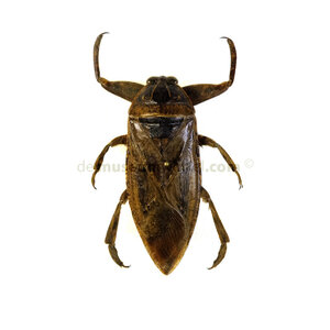 Belostoma sp.  unpräpariert