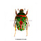 Stephanorrhina guttata unpräpariert