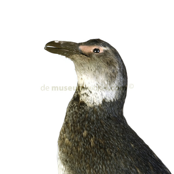 Ausgestopfte pinguin
