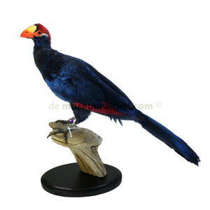 Mounted violet turaco