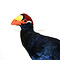 Mounted violet turaco