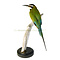 Mounted  white-throated bee-eater (A)