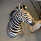 Mounted zebra trophy