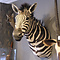 Mounted zebra trophy