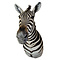 Mounted zebra trophy