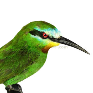 Mounted blue-cheeked bee-eater
