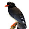 Mounted Red-billed Blue Magpie