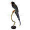 Mounted Red-billed Blue Magpie