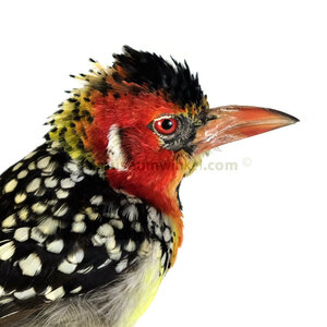 Mounted red-and-yellow barbet