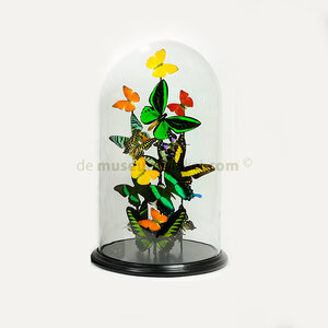 Dome with tropical butterflies (L)